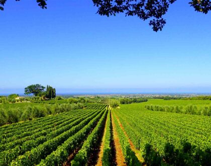 Our Visit to Ornellaia Winery in Bolgheri Italy