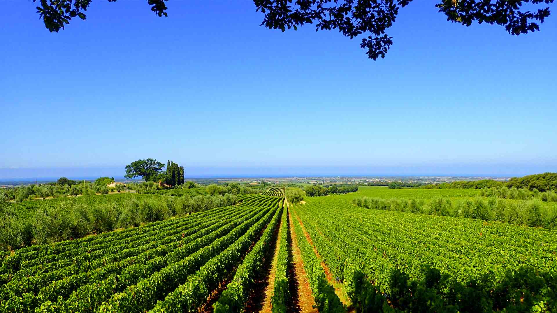 Our Visit to Ornellaia Winery in Bolgheri Italy