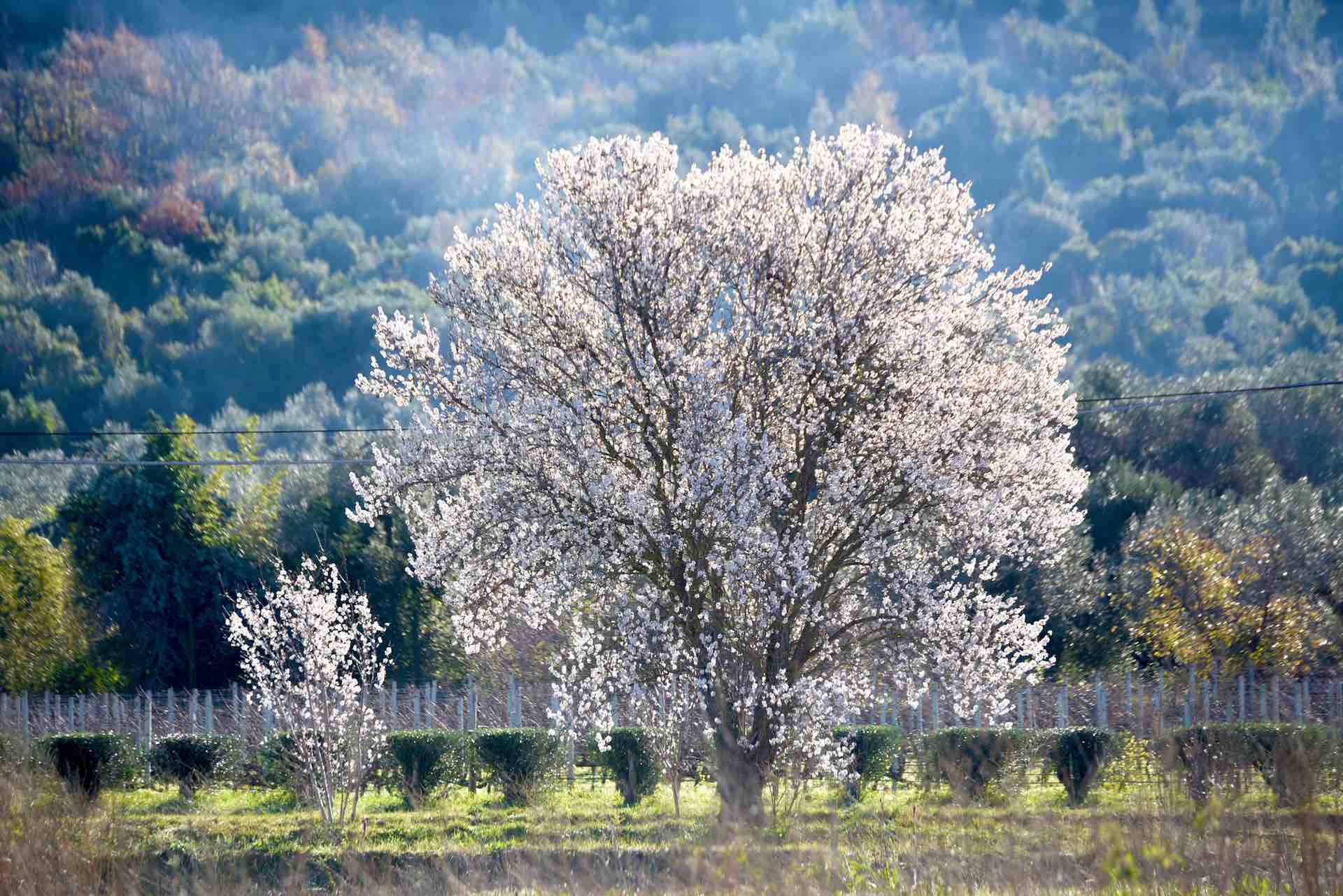 Almond trees blooming in early spring in Tuscany, Italy